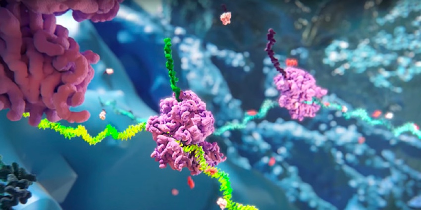 How RNA Interference (RNAi) Works – Video