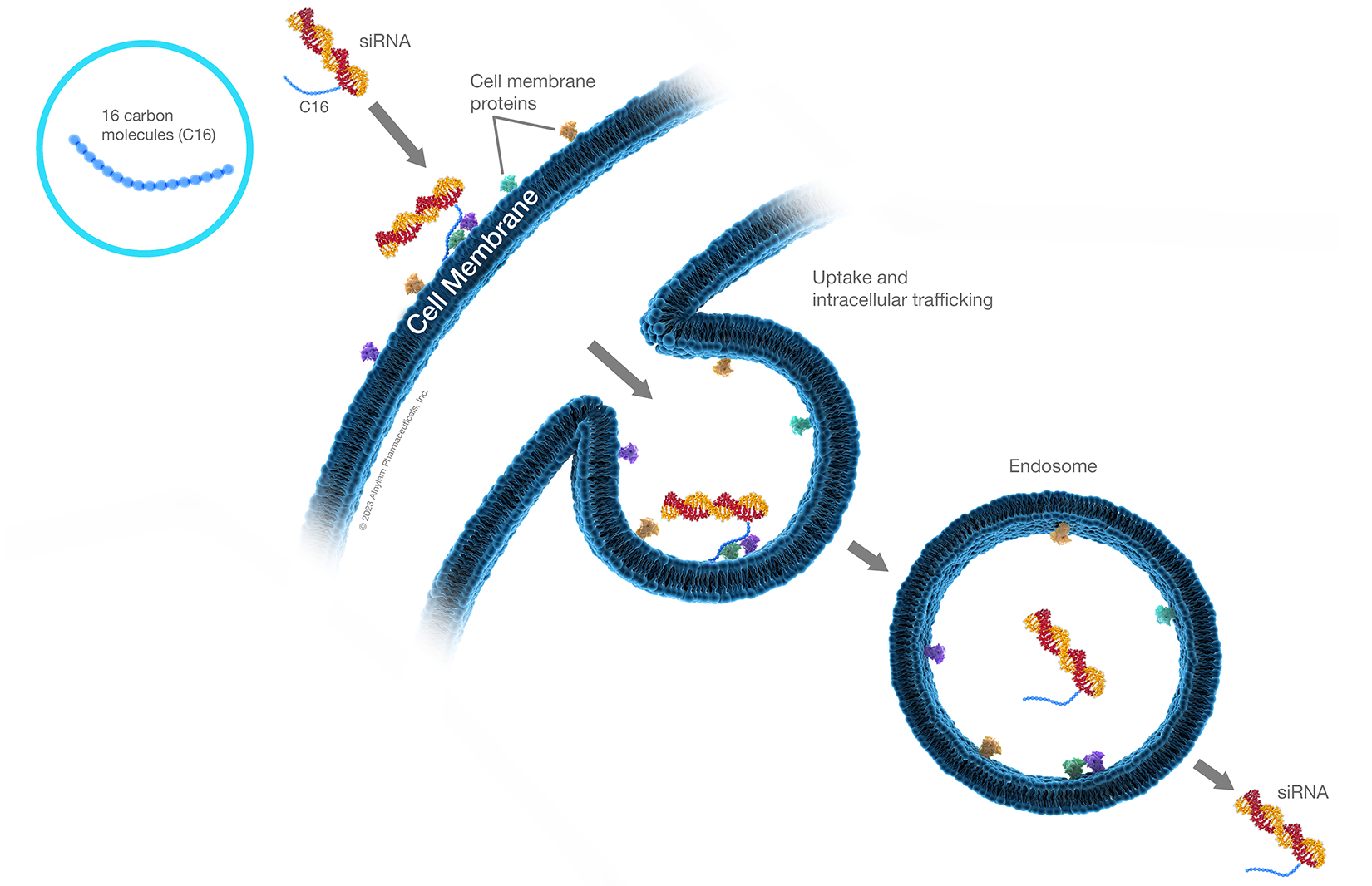 lipid-graphics