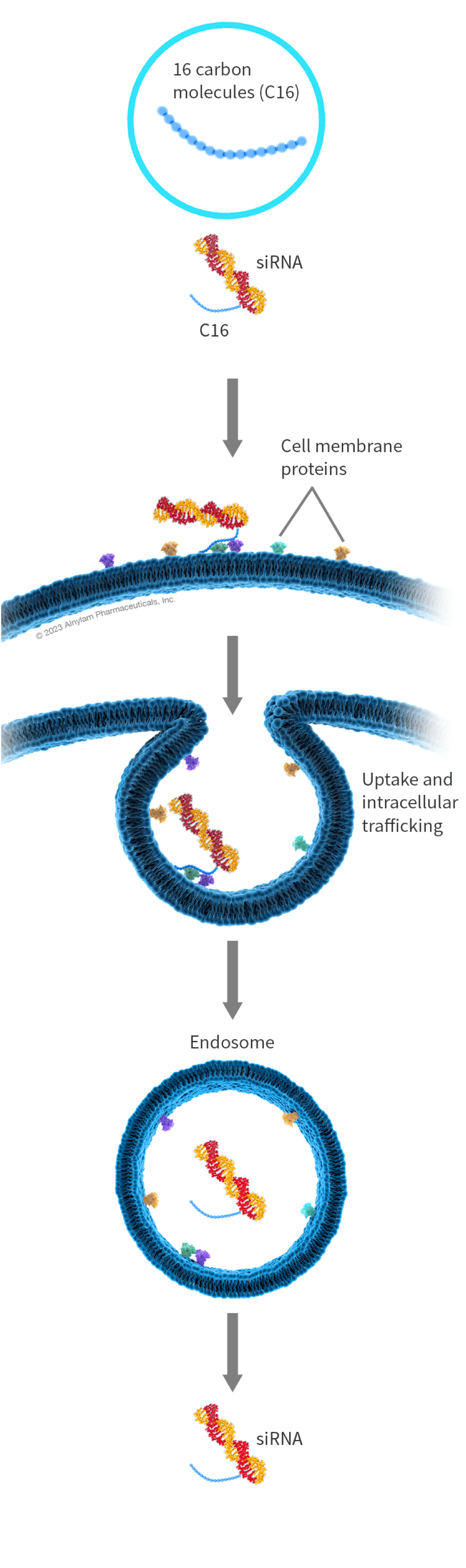 lipid-graphics