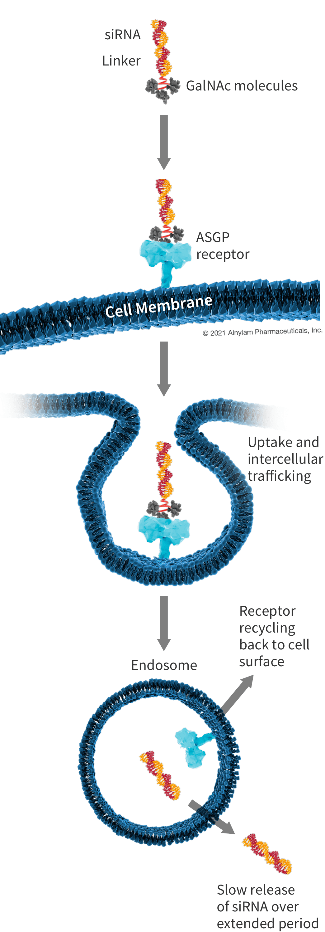 lipid-graphics