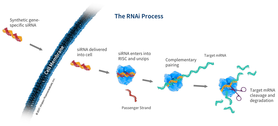RNA interference (RNAi) pathway diagram – how RNAi therapeutics use siRNAs to target and degrade mRNA