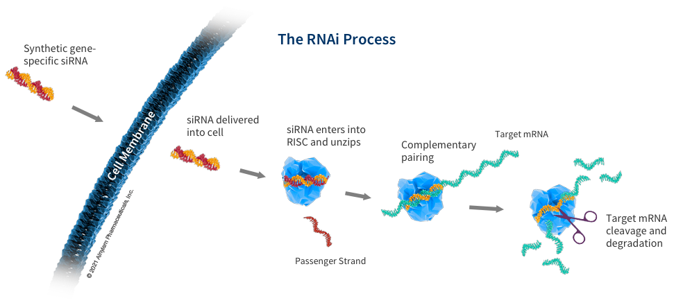 How RNAi Works Alnylam Pharmaceuticals