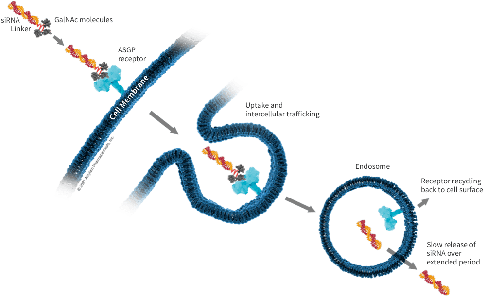 lipid-graphics