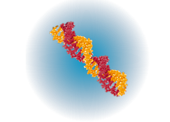 sirna-molecule