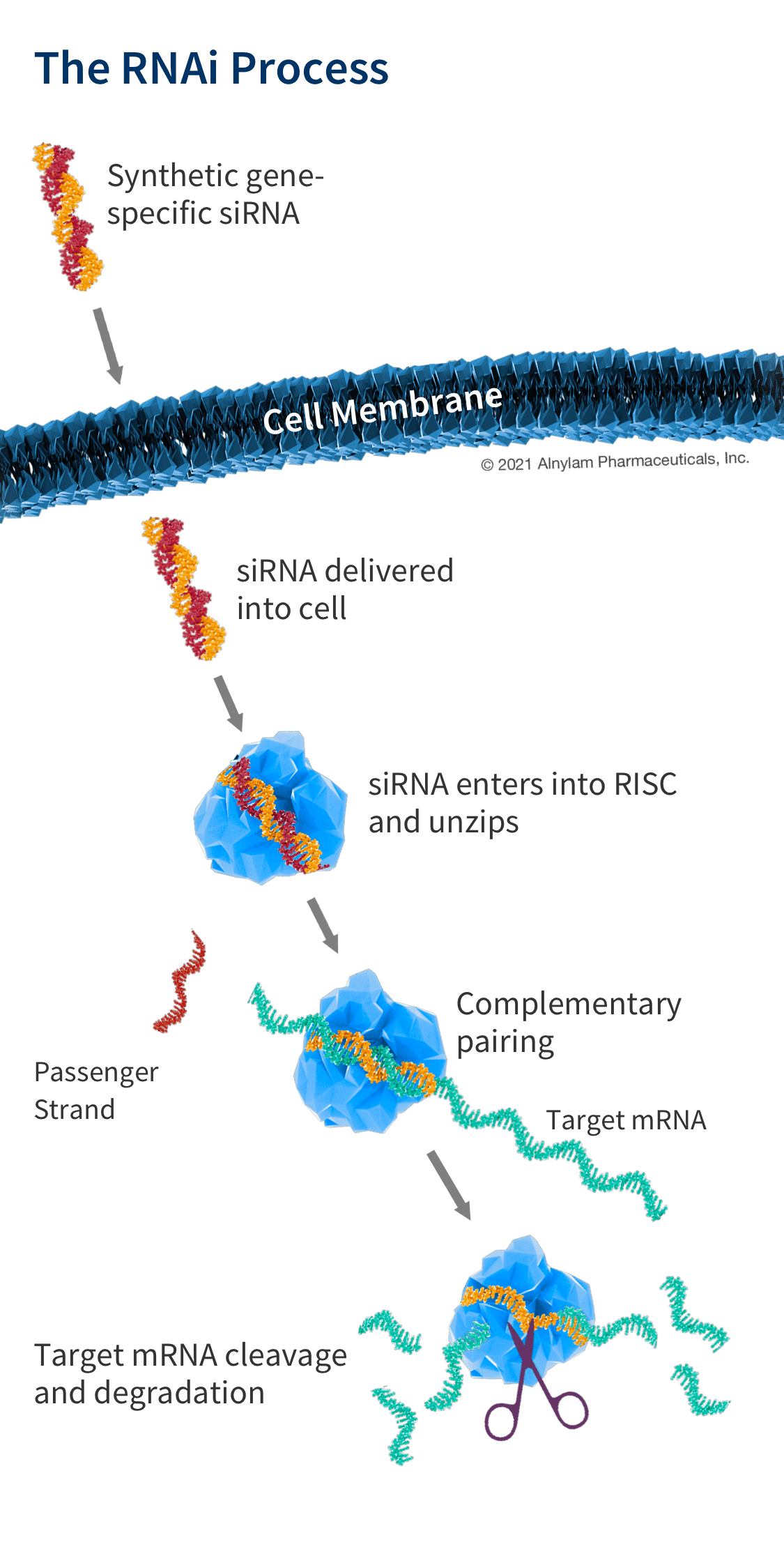 rnai-img-tablet